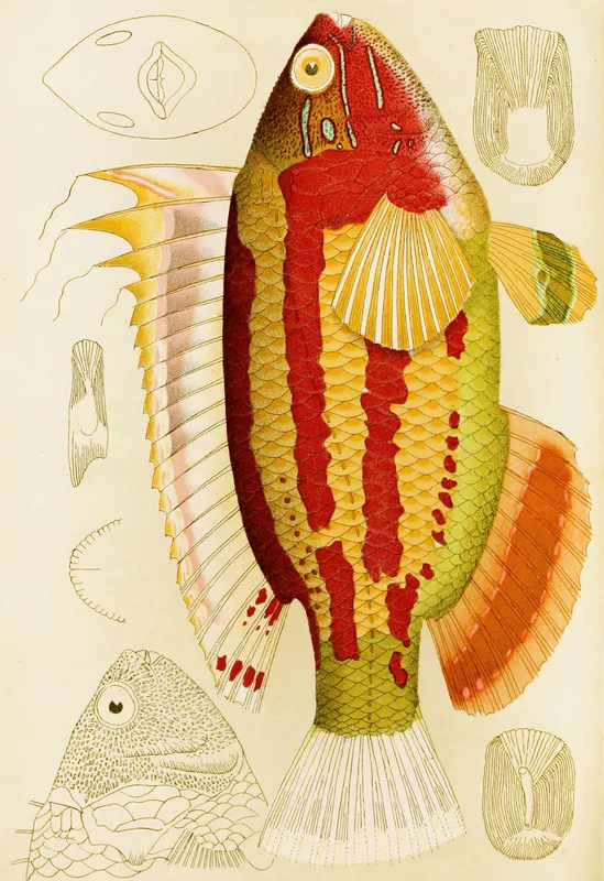 Fishes III (1885-1890) (1) by Frederick McCoy